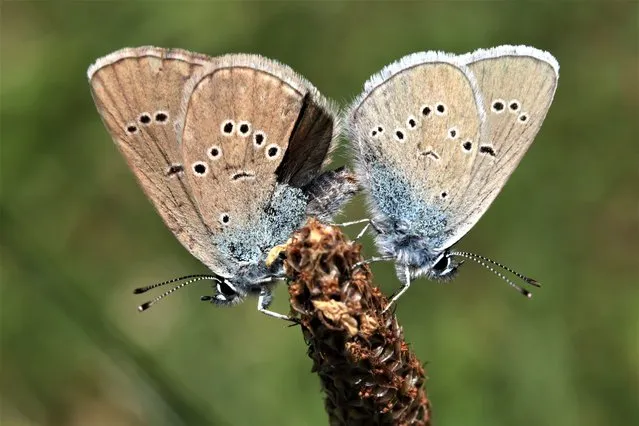 A pair of Mazarine blue (Cyaniris semiargus) butterflies mate on a Tyrolean alpine meadow on June 25, 2023 near Innervals, Austria. An initiative called Viel-Falter, lead by the University of Innsbruck, is operating a nationwide monitoring program that combines scientific and volunteer data collection on Austria's butterfly and moth populations. The data serves as an indicator to assess the state of biodiversity across the country, which, like elsewhere across Europe, is in steep decline. Human intrusion, through agriculture, water diversion, urban sprawl, construction and other activities that destroy natural habitats, has caused the decline, and climate change is becoming an increasing threat, especially in Alpine regions, which are warming twice as fast as the global average. The European Parliament is currently considering the EU Nature Restoration Law that includes the aim of restoring natural habitats. (Photo by Sean Gallup/Getty Images)