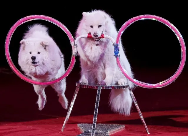 Dogs perform during “Stars and starlets”, a new programme, at the National Circus in the Ukrainian capital of Kiev April 30, 2015. (Photo by Gleb Garanich/Reuters)