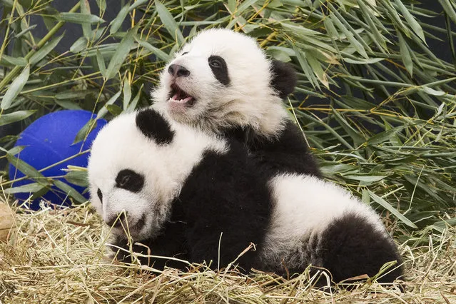 Panda cubs Jia Panpan and Jia Yueyue play in an enclosure at the Toronto Zoo, as they are exhibited to the media on Monday, March 7, 2016. (Photo by Chris Young/The Canadian Press via AP Photo)
