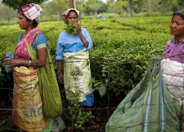 Tea garden workers take a break from plucking tea leaves inside Aideobarie Tea Estate in Jorhat in Assam, India, April 21, 2015. (Photo by Ahmad Masood/Reuters)