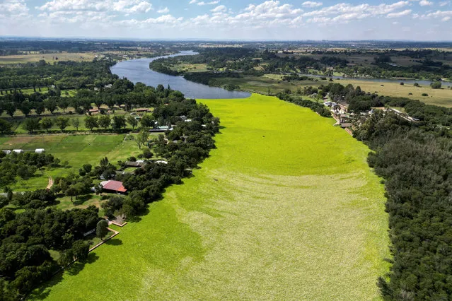 A drone view shows a “mat” of water lettuce covering the Vaal River and expanding quickly, impairing the water's quality by blocking the air-water interface and sharply lowering oxygen levels at Millionaires Bend, West of Sasolburg, South Africa, on February 16, 2024. (Photo by Shiraaz Mohamed/Reuters)