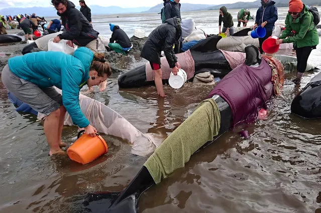 Volunteers try to keep alive some of the hundreds of stranded pilot whales after one of the country's largest recorded mass whale strandings, in Golden Bay, at the top of New Zealand's south island, February 10, 2017. (Photo by Ross Wearing/Reuters)