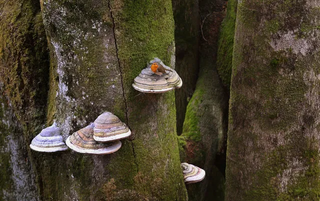 A robin sits on a tinder fungus growing from a tree in the Trettachtal valley near Oberstdorf, southern Germany on April 17, 2018. (Photo by Karl- Josef Hildenbrand/DPA)