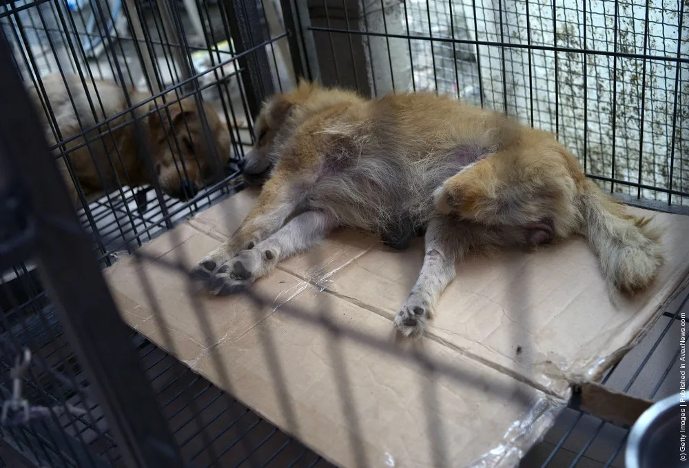 Animal Rescue Center For Disabled Dogs