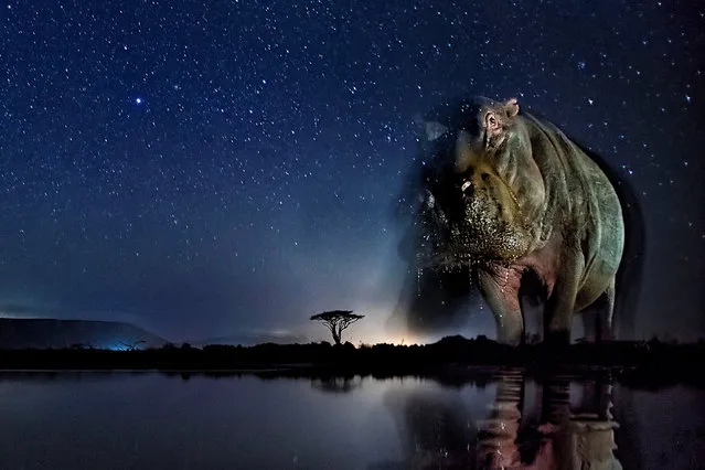 These photos combine a well-known natural phenomenon: the starry sky and portraits of wild animals not visible to the naked eye. The series needed very accurate planning, research and preparation as the photos were made with remote control, and no modification was possible while capturing the photos. (Photo by Bence Mate/Reuters/Courtesy of World Press Photo Foundation)