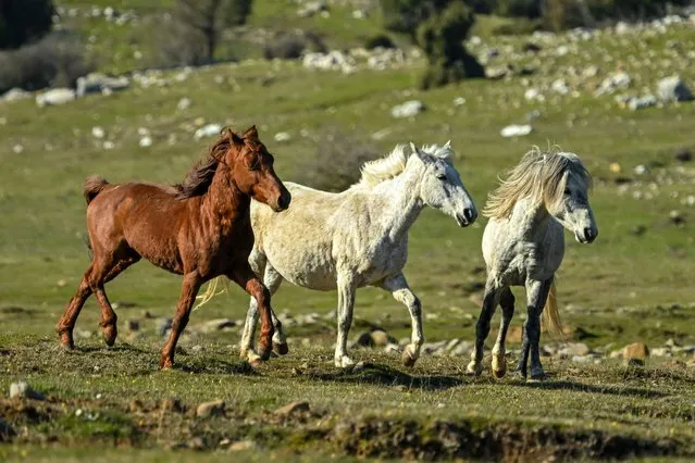 Wild horses graze on herds in Eynif Plateau with its approximately 90 thousand acres of land, in Antalya, Turkiye on March 11, 2024. Every year, visitors from all over the world come to the region to watch the horses on the plateau where is surrounded by Kavanoz Mountain in the east, Akdag and Cemrekci Mountain in the west. (Photo by Mustafa Hatipoglu/Anadolu via Getty Images)