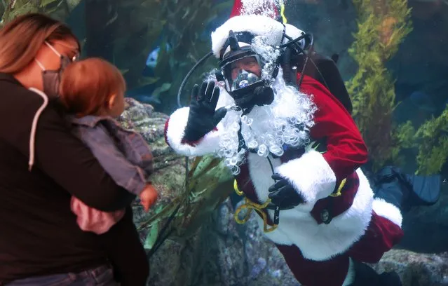 A diver wearing a Santa Claus costume waves to visitors while swimming with kelp forest fish during a press preview of the Aquarium of the Pacific’s celebration of the holiday season on December 1, 2021 in Long Beach, California.  The celebration starts December 4th with the ‘Holiday Treats for the Animals’ festival and runs through December 23rd. (Photo by Mario Tama/Getty Images)