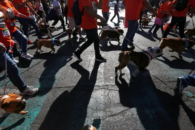 English Bulldogs take part with their owners in a parade where more than 900 English Bulldogs participate to set the Guinness World Records for the largest Bulldog walk in Mexico City, Mexico February 26, 2017. (Photo by Carlos Jasso/Reuters)