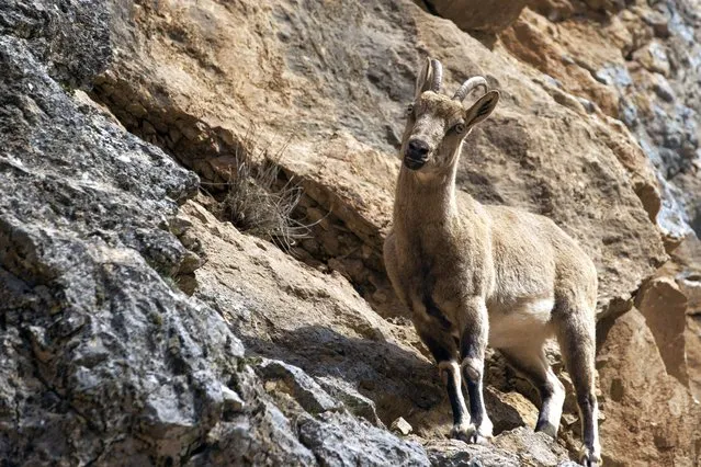 A view of wild goat which is under protection as feeding on the steep cliffs at Munzur Valley National Park in Tunceli, Turkiye on March 29, 2024. (Photo by Sidar Can Eren/Anadolu via Getty Images)