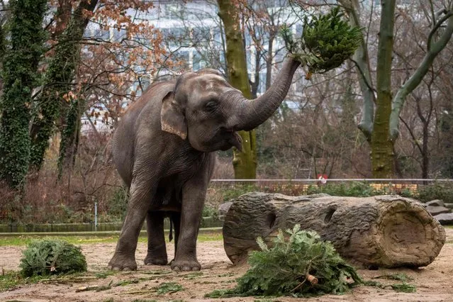An elephant tosses a Chrismas tree at the Berlin Zoo, Germany, on December 29, 2021. Many of the Christmas trees left over after the festivity period end up as food for various animals in Berlin's zoo. (Photo by Odd Andersen/AFP Photo)