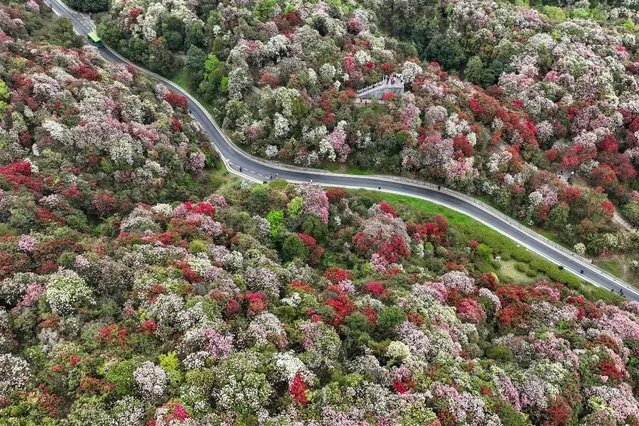 This aerial photo taken on April 11, 2024 shows visitors enjoying azaleas in full bloom at a forest park in Bijie, in China's southwestern Guizhou province. (Photo by AFP Photo/China Stringer Network)