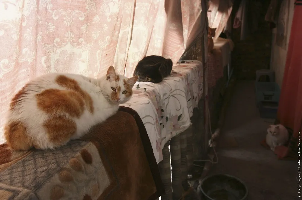 Animal Lover Duo Zirong's Family And Their Adopted Cats