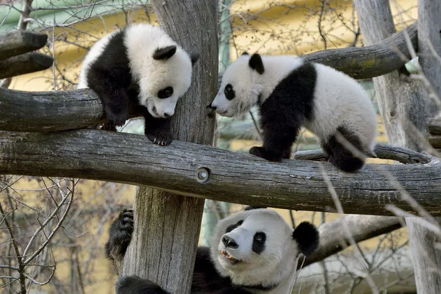 Giant Panda cubs Fu Feng and Fu Ban, which were born on August 7, 2016, are seen with their mother, Yang Yang, in this handout photograph dated February 27, 2017, released on February 28, 2017, at Schoenbrunn Zoo in Vienna, Austria. (Photo by Norbert Potensky/Reuters/Schoenbrunn Zoo)