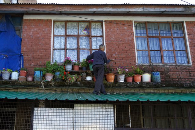 An elderly Tibetan stands on a tin roof as he waters potted plants placed below his retirement home's windows in Dharamshala, India, Friday, April 12, 2024. (Photo by Ashwini Bhatia/AP Photo)