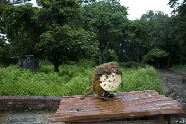 In this July 5, 2019, photo, a monkey eats roti, or flat bread, distributed by Saraswati Dangol in the forest near Pashupatinath temple in Kathmandu, Nepal. For the past four years, Dangol has been bringing the bread every day to feed the monkeys. “It used to be that the monkeys were able to feed on the fruits from the trees but now the forests are thin and hardly any fruits. They are going hungry and some of them even go to nearby houses to steal food”, she said, adding that the monkeys are injured by people whose homes they try to enter. As soon as they see her with her white sack, they gather around her, some patiently waiting for their turn while others less patiently snatching the bread from her hands. (Photo by Niranjan Shrestha/AP Photo)