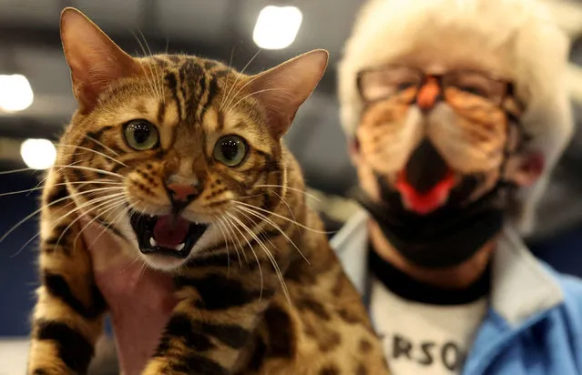 Rudi, a Spotted Bengal cat is held by his owner before being judged at the 46th Championship Short Haired Cat Society Show, organised by the Governing Council of the Cat Fancy at the Sports Connexion in Coventry, Britain, January 15, 2022. (Photo by Hannah McKay/Reuters)