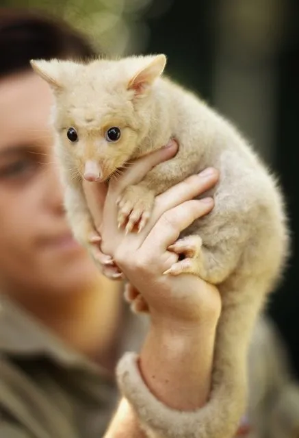 Golden Brushtail Possum