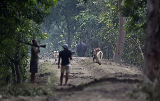 Indian forest officers stand guard as a one-horned rhinoceros takes shelter on higher ground in the flooded Pobitora wildlife sanctuary, east of Gauhati, India, Friday, July 19, 2019. The sanctuary has the highest density of the one-horned Rhinoceros in the world. (Photo by Anupam Nath/AP Photo)