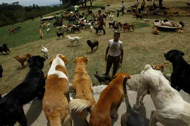Alvaro Saumet speaks to his stray dogs at Territorio de Zaguates or “Land of the Strays” dog sanctuary in Carrizal de Alajuela, Costa Rica, April 20, 2016. (Photo by Juan Carlos Ulate/Reuters)