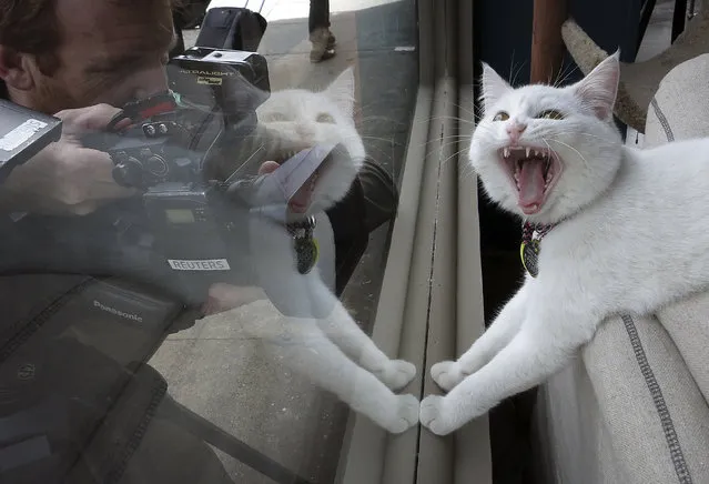 A TV cameraman films a cat at the cat cafe in New York April 23, 2014. The cat cafe is a pop-up promotional cafe that features cats and beverages in the Bowery section of Manhattan. (Photo by Carlo Allegri/Reuters)