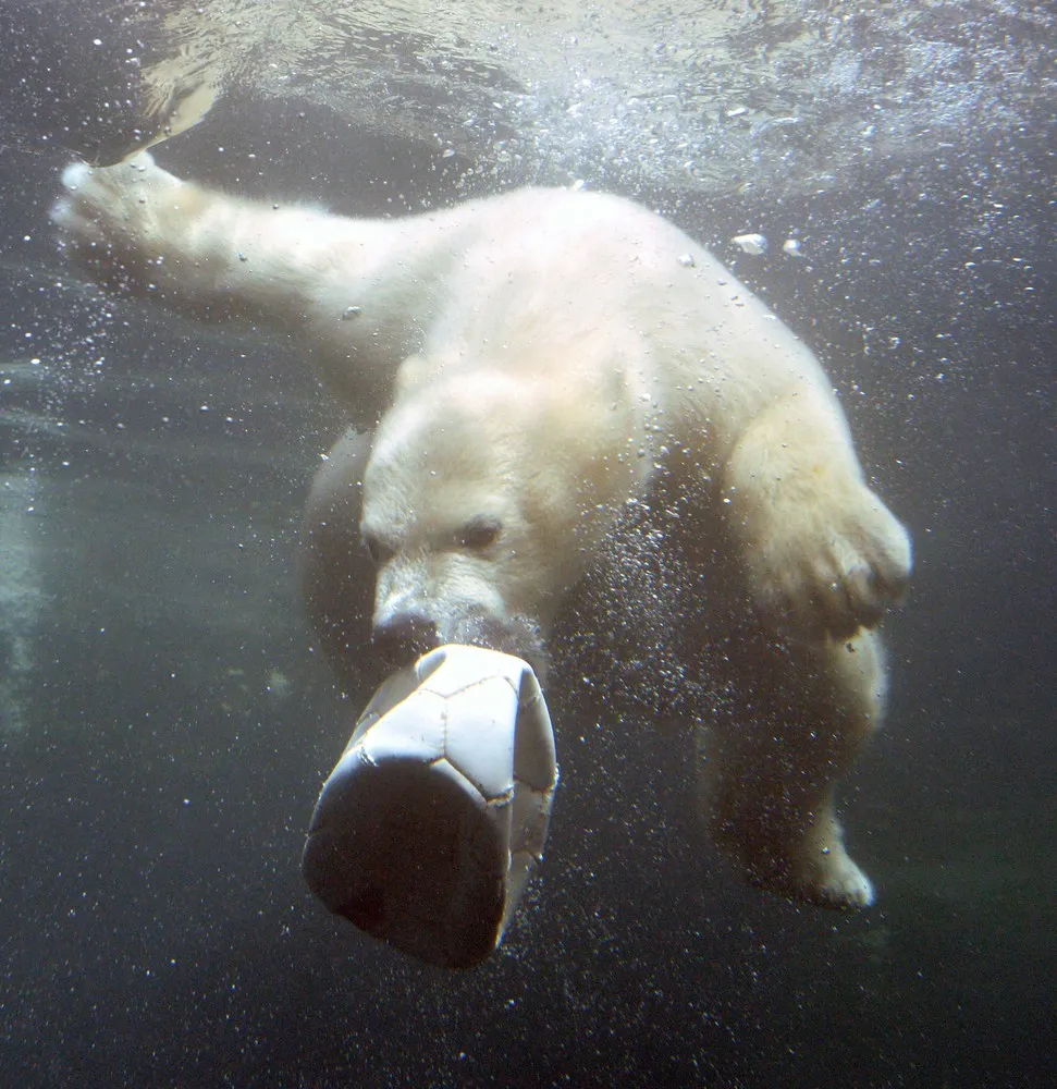 The Week in Pictures: Animals, May 10 – May 16, 2014