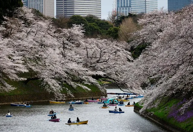 Visitors ride boats next to blooming cherry blossoms at Chidorigafuchi Park in Tokyo, Japan, March 27, 2022. (Photo by Kim Kyung-Hoon/Reuters)