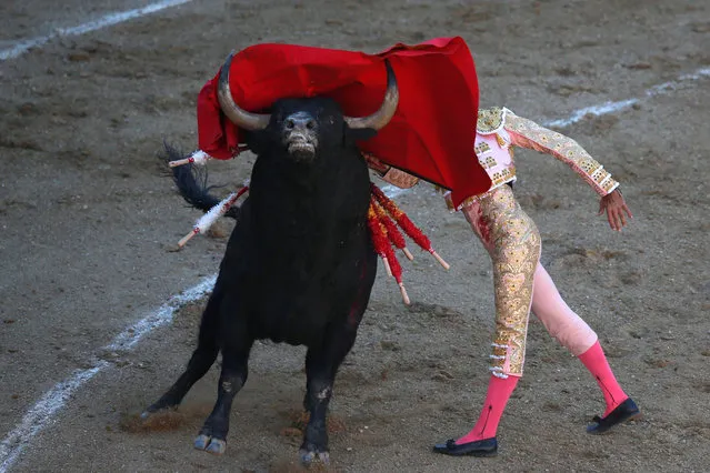 Spanish bullfighter Curro Diaz performs a pass to a bull during San Isidro's bullfighting fair at Madrid's Las Ventas bullring, Spain, May 18, 2017. (Photo by Juan Medina/Reuters)