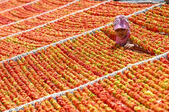 A worker sorts peppers, zucchini, eggplants and other vegetables laid to dry under the sun in Gaziantep, Turkiye listed in UNESCO Creative Cities Network on July 10, 2024. Vegetables are laid to dry for one week after being cored. (Photo by Adsiz Gunebakan/Anadolu via Getty Images)