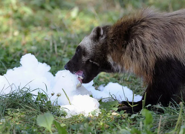 A wolverine enjoys frozen smelt tossed to him from zookeeper Brett Kipley at the Detroit Zoo, Tuesday, July 28, 2015, in Royal Oak, Mich. (Photo by Jose Juarez/Detroit News via AP Photo)