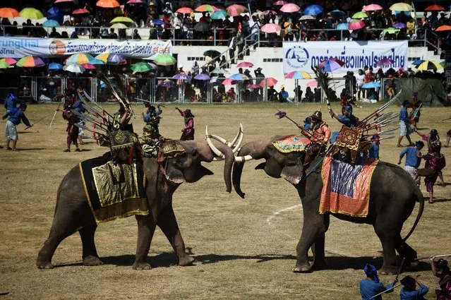Elephants are forced to perform a battle re-enactment during the annual Surin Elephant Round-up festival in the Northeastern Thai province of Surin on November 17, 2019. (Photo by Lillian Suwanrumpha/AFP Photo)