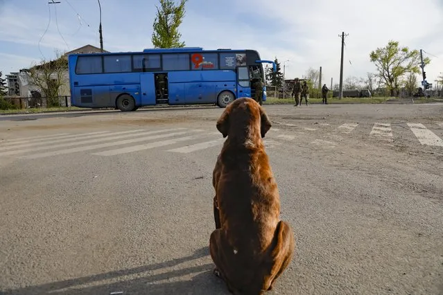 A stray dog looks at a bus with local residents who left a shelter in the Metallurgical Combine Azovstal guarding by servicemen of Russian Army and Donetsk People's Republic militia in Mariupol, in territory under the government of the Donetsk People's Republic, eastern Ukraine, Friday, May 6, 2022. (Photo by Alexei Alexandrov/AP Photo)