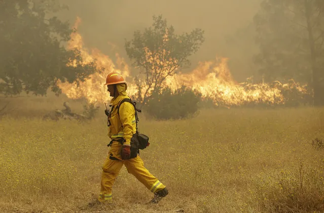 A firefighter walks past a fire near Lower Lake, Calif., Friday, July 31, 2015. (Photo by Jeff Chiu/AP Photo)