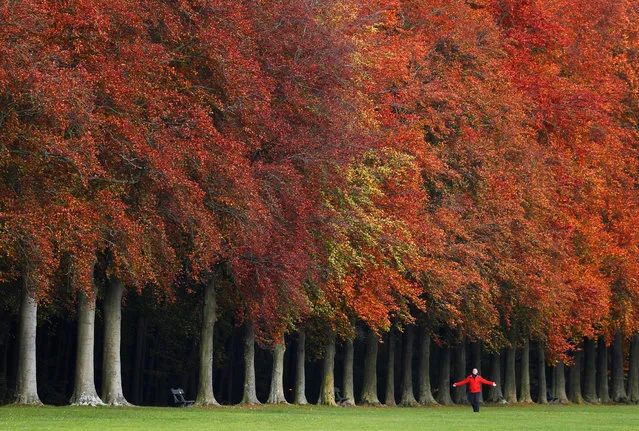 A man walks by trees with an autumn colour in a park in Tervuren, near Brussels, Belgium on November 12, 2019. (Photo by Francois Lenoir/Reuters)