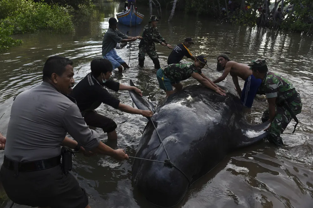 Dozens of Whales Stranded in Indonesia's Java Island