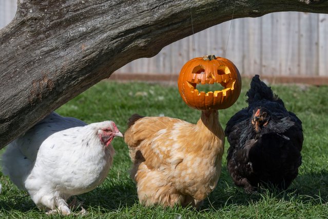 Headless chicken: fowl at Farmer Palmer’s Farm Park in Wareham, Dorset, appear to be getting into the Halloween spirit early October 2024. (Photo by Zachary Culpin/BNPS)