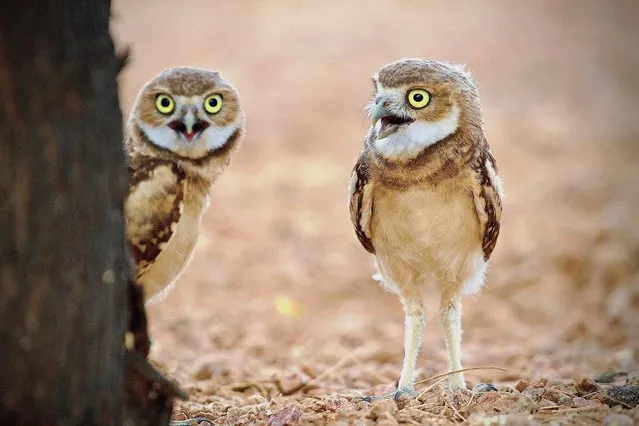 Two burrowing owl chicks are growing in confidence at Scottsdale Community College’s habitat in Arizona on June 10, 2022. (Photo by Mark Koster/South West News Service)
