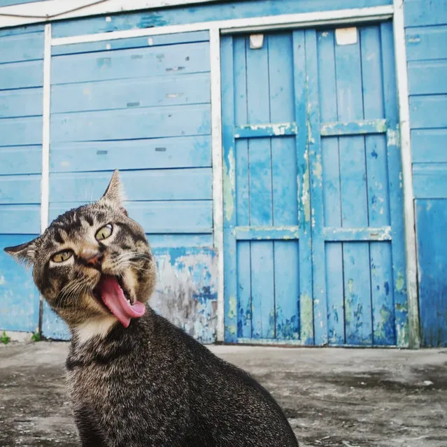 Esra Tatar snapped this cheeky kitty pulling a face in Kuching, Belgium, Date Unknown. (Photo by Esra Tatar/Barcroft Images/Comedy Pet Photography Awards)