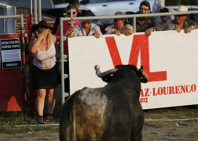 A woman blows a kiss to a fighting bull during an Azorean “tourada a corda” (bullfight by rope) in Brampton, Ontario August 15, 2015. (Photo by Chris Helgren/Reuters)
