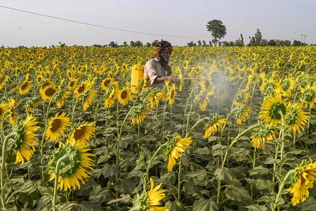 A farmer sprays pesticides on the sunflower yield at a farm in Lahore on May 29, 2022. (Photo by Arif Ali/AFP Photo)