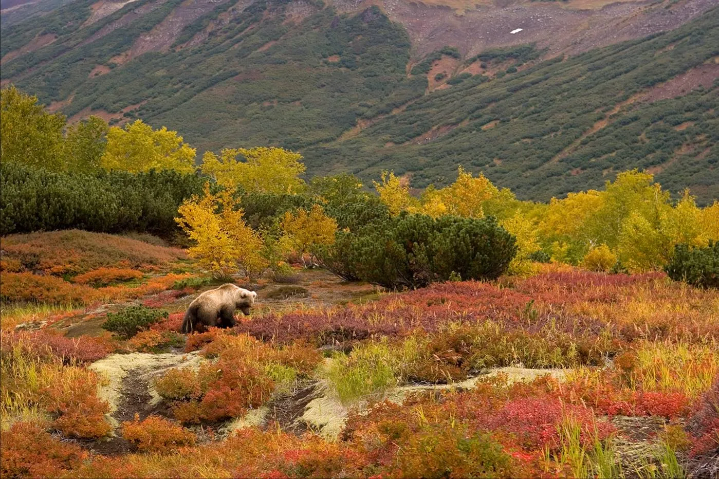 Заповедник какой ландшафт. Природа России Камчатка. Флора Камчатки. Дикая природа Камчатки. Флора тундры Евразии.