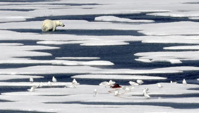 A polar bear walks away after feasting on the carcass of a seal on the ice in the Franklin Strait in the Canadian Arctic Archipelago, Saturday, July 22, 2017. No Arctic creatures have become more associated with climate change than polar bears. The U.S. Fish and Wildlife Service estimated in January that about 26,000 specimens remain in the wild. (Photo by David Goldman/AP Photo)