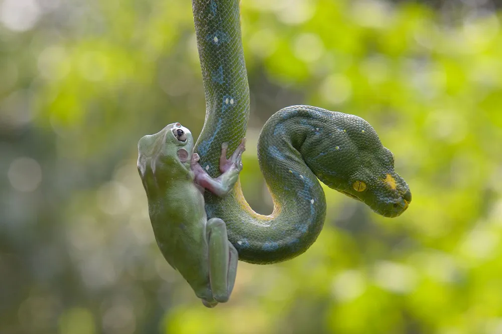 The Frog and Snake