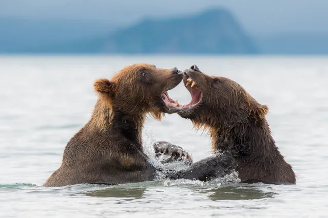 Kamchatka brown bears are seen at the Kurile Lake in Kamchatka peninsula, Russia on August, 2017. (Photo by Igor Ivanko/Anadolu Agency/Getty Images)