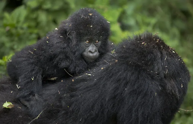In this photo taken Friday, September 4, 2015, a baby mountain gorilla clings to the back of its mother, on Mount Bisoke volcano in Volcanoes National Park, northern Rwanda. Rwanda has named 24 baby mountain gorillas in an annual naming ceremony that reflects the African country's efforts to protect the endangered animals, which attract large numbers of foreign tourists to the volcano-studded forests where they live. (Photo by Ben Curtis/AP Photo)