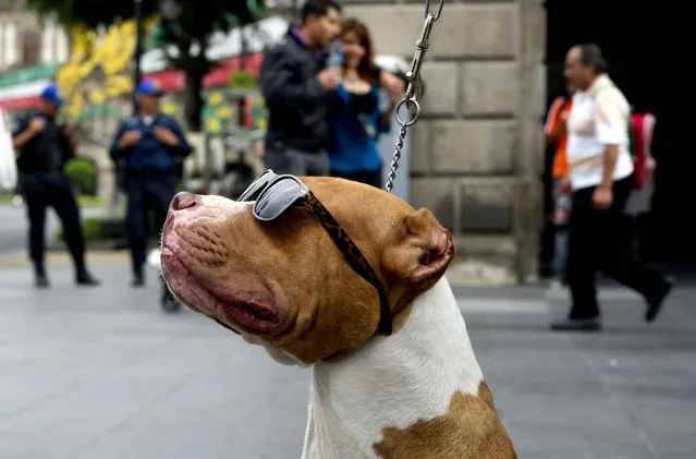 A dog wearing sunglasses is walked by its owner in the historic centre of Mexico City during the “World Day without Cars” on September 22, 2014. With the purpose of improving air quality, the Mexican Municipality called for citizens not to use their cars and closed the streets and avenues that cross the historical centre. (Photo by Yuri Cortez/AFP Photo)