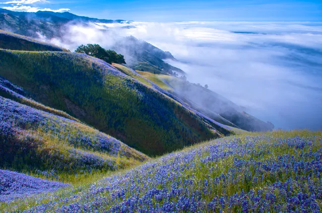 “Above Big Sur”. I'd gone to Big Sur to watch the gray whale migration from the cliffs, but it was too foggy to even see the water. I decided to hike up the Baronda Trail to see if I could get above the fog. This view was my reward. Miles of lupine and blue skies. Outstanding! Photo location: Big Sur, California. (Photo and caption by Douglas Croft/National Geographic Photo Contest)