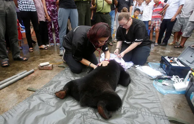 Vets Weng Yan Ng (L) and Caroline Nelson of Animals Asia Foundation's Vietnam Bear Rescue Center conduct health checks on a sun bear while rescuing it from a Vietnamese family in Nam Dinh province, south of Hanoi, Vietnam August 18, 2016. (Photo by Reuters/Kham)