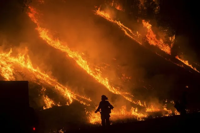 Flames from a backfire on Highway 29 rise above a firefighter battling the Valley Fire in Lower Lake, California September 13, 2015. (Photo by Noah Berger/Reuters)