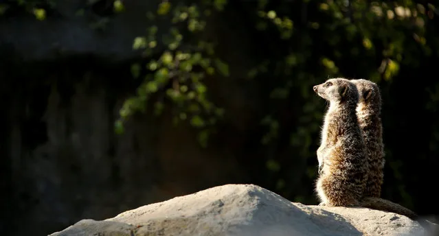 Two meerkats look into the sun during a summer day at the Los Angeles Zoo in Los Angeles, California U.S., August 13, 2016. (Photo by Mario Anzuoni/Reuters)