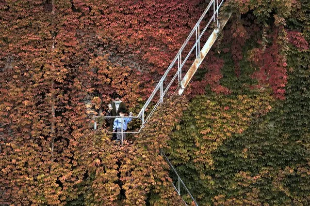 A woman and a child, both wearing face masks, walk up a staircase on a building covered with autumn-colored leaves to take souvenir picture in Beijing, Sunday, October 30, 2022. (Photo by Andy Wong/AP Photo)